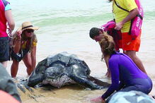 Tartaruga-de-couro ficou presa numa armação de pesca junto à Meia Praia   