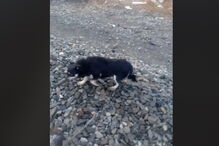 Maquinista pára comboio para salvas cão acorrentado à linha ferroviária