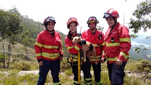 Bombeiros resgatam cão de uma mina em Paredes 