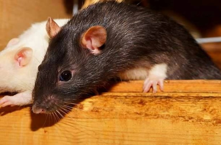 Inglês mata rato de mais de um metro a pauladas - Internacional