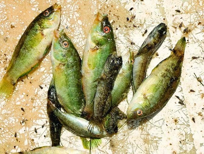 Algumas espécies de peixe aparecem mortas na Lagoa de Albufeira