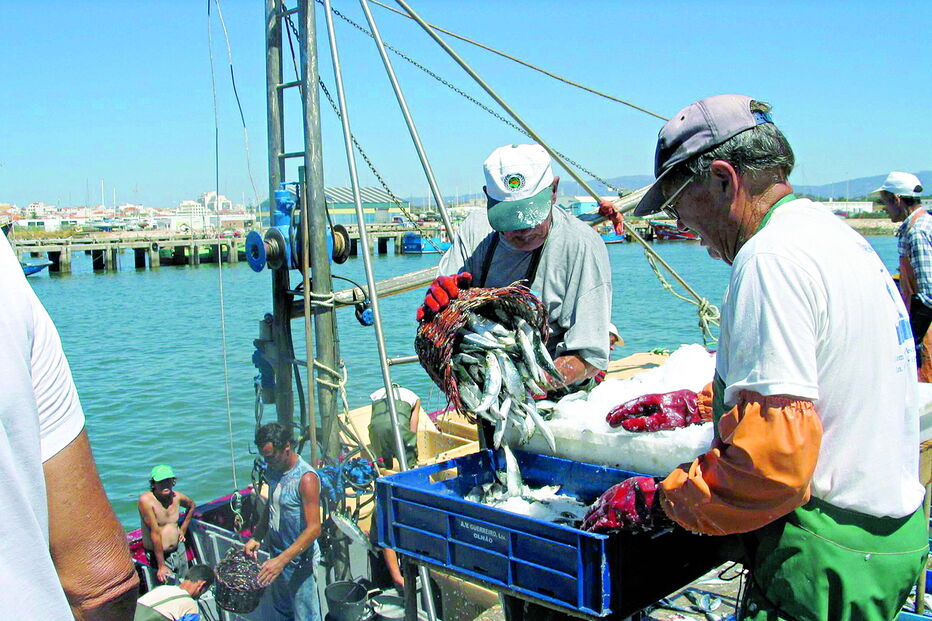 Pescadores algarvios trouxeram para terra 2460 toneladas de peixe 