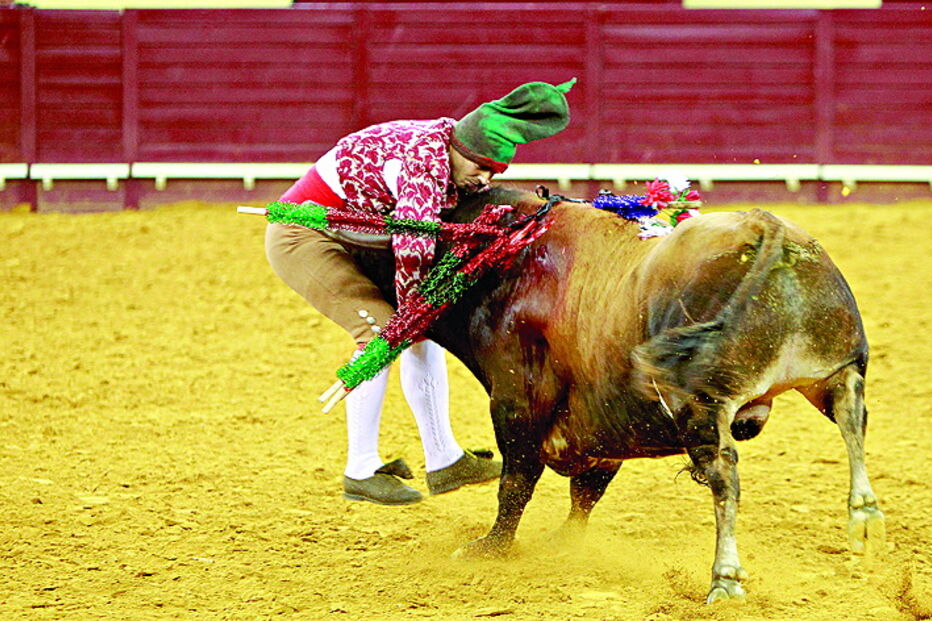 Touros da ganadaria Varela Crujo vão ser lidados na praça do Campo Pequeno, Lisboa 