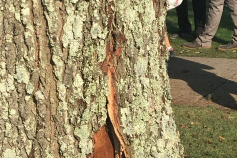 Raio racha árvore durante o US Open de golfe feminino nos Estados Unidos