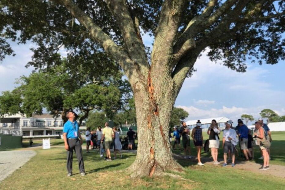 Raio racha árvore durante o US Open de golfe feminino nos Estados Unidos