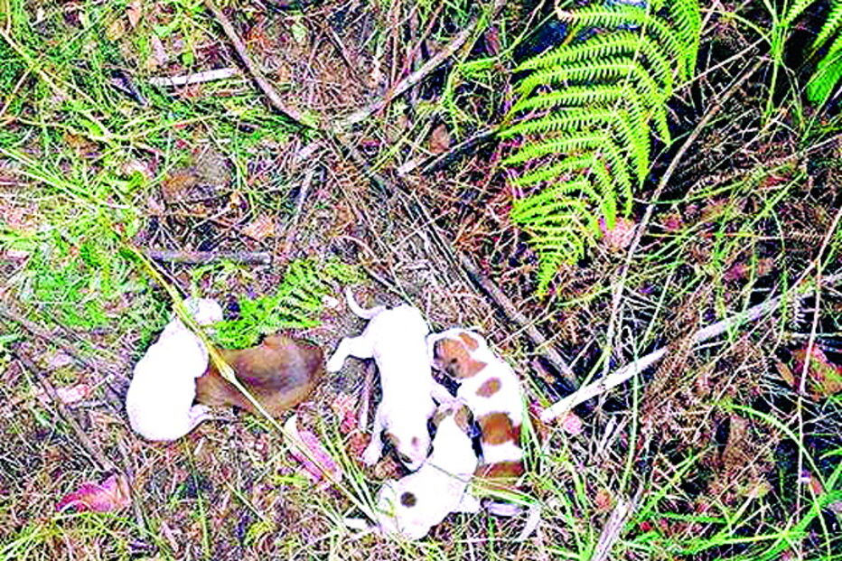 Animais estavam no meio do mato