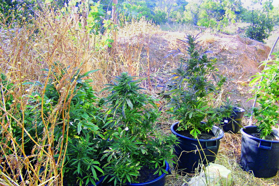 Plantações de canábis