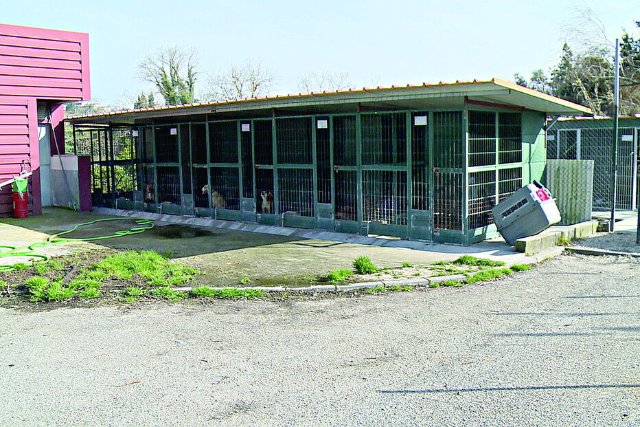 Canil de Condeixa-a-Nova, onde o abate de uma cadela e das suas 5 crias gerou revolta 