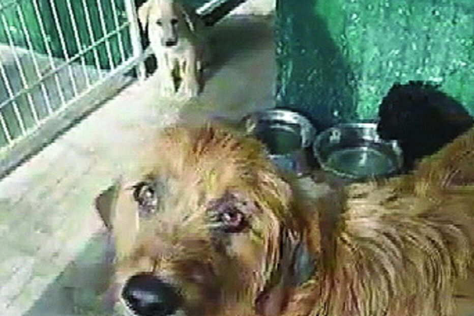 A cadela foi entregue para ser desparasitada, mas acabou por ser abatida pelo veterinário