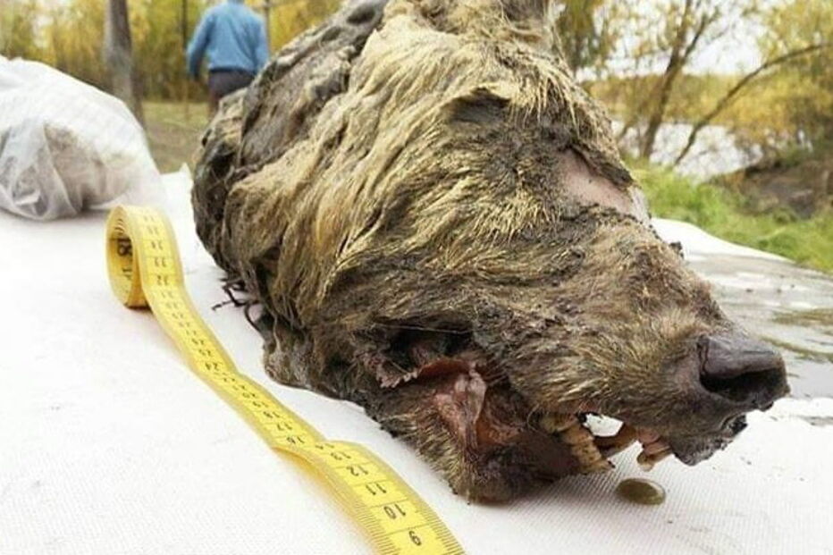 Cabeça de lobo gigante de 40 mil anos encontrado na Sibéria