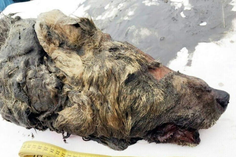 Cabeça de lobo gigante de 40 mil anos encontrado na Sibéria