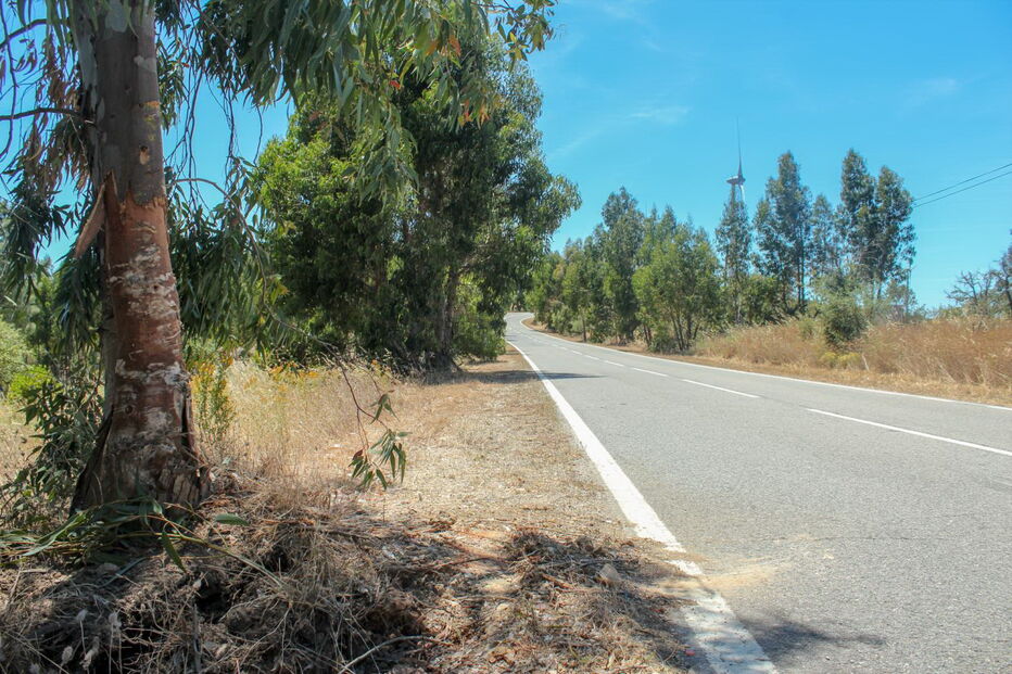 Eucalipto no qual embateu violentamente o carro, na EN124, junto à localidade de Feiteira, ficou parcialmente levantado   