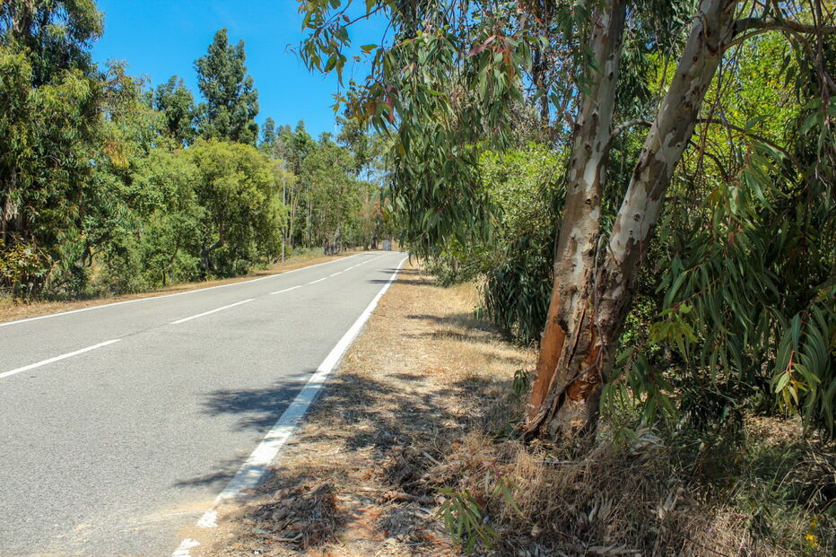 Eucalipto no qual embateu violentamente o carro, na EN124, junto à localidade de Feiteira, ficou parcialmente levantado   