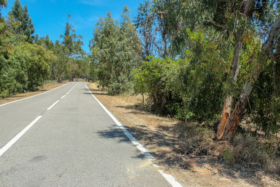 Eucalipto no qual embateu violentamente o carro, na EN124, junto à localidade de Feiteira, ficou parcialmente levantado   