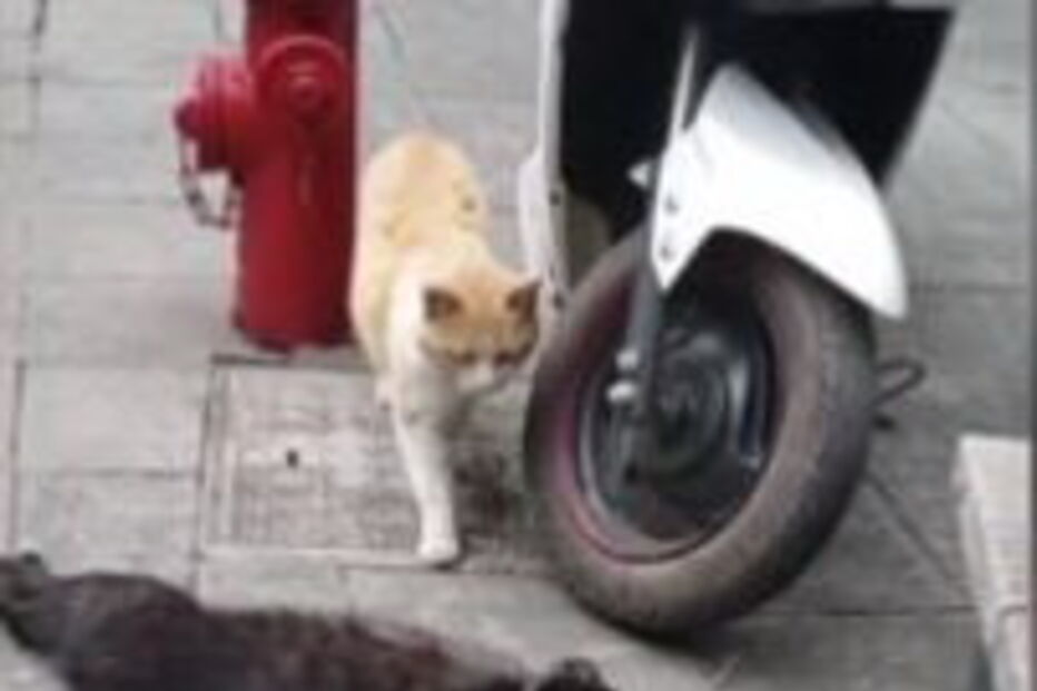 Triângulo amoroso corre mal para o felino. 