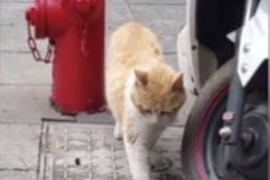 Triângulo amoroso corre mal para o felino. 