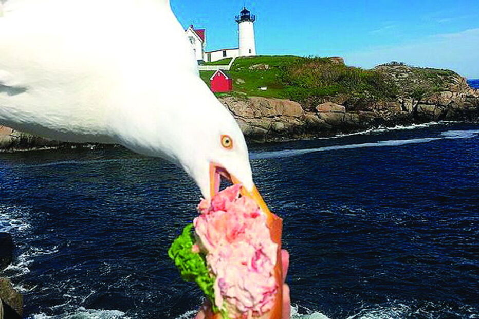 Gaivota atrevida é apanhada em flagrante