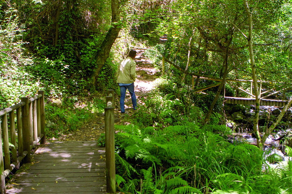 Vítima passeava na zona da Pedra da Ferida, no Espinhal, entre a vegetação e o riacho, quando foi mordida pela víbora