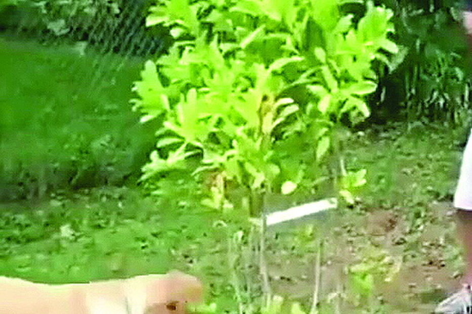 Golden retriever num momento hilariante