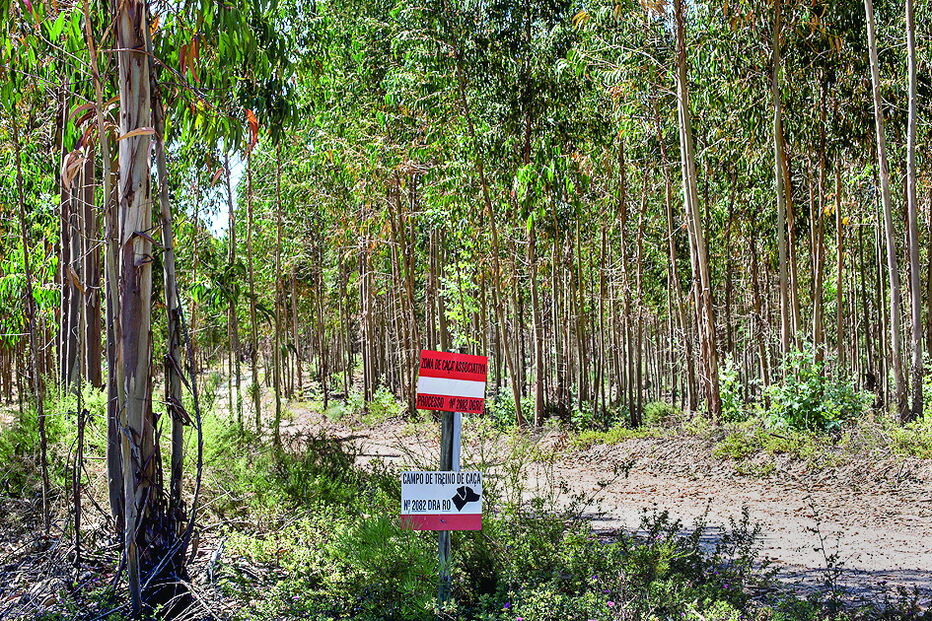 Eucaliptos ocupam a floresta e regeneram-se naturalmente  