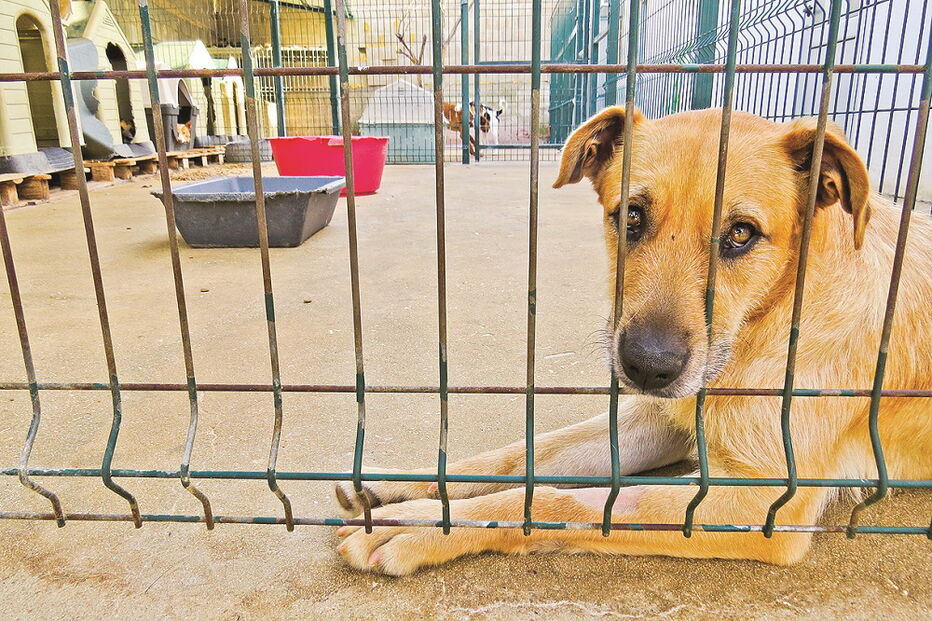 Criminalização dos maus-tratos a animais e a proibição dos abates em canis obrigou ao reforço das competências