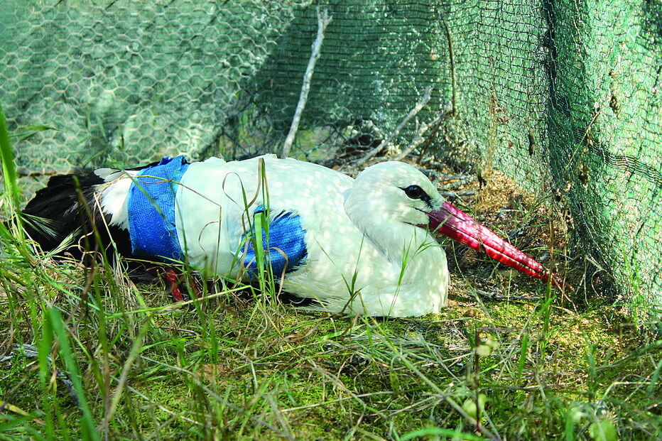 Cegonha branca esteve em recuperação entre abril e o início deste mês no RIAS