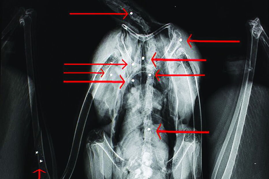 Ave deu entrada no centro com 10 chumbos de caçadeira espalhados pelo corpo