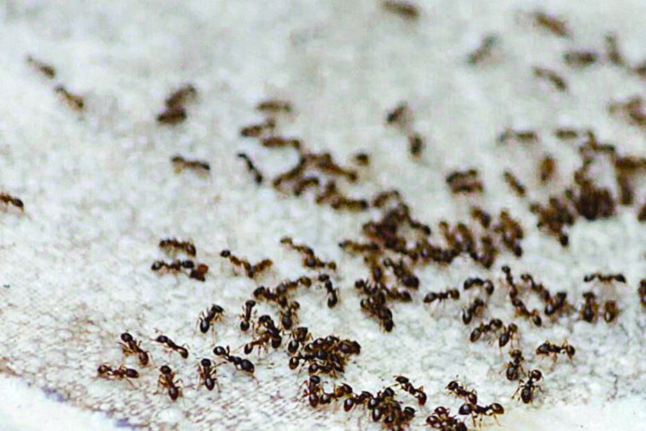 Infestação de formigas em voo de nove horas gera o pânico entre passageiros