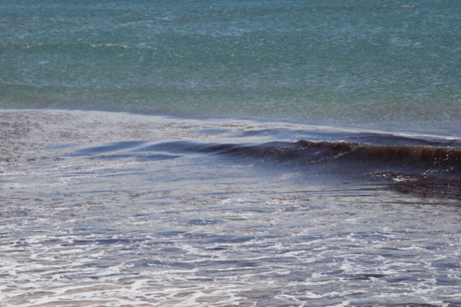 Praia de Carcavelos interdita a banhos devido a presença de algas