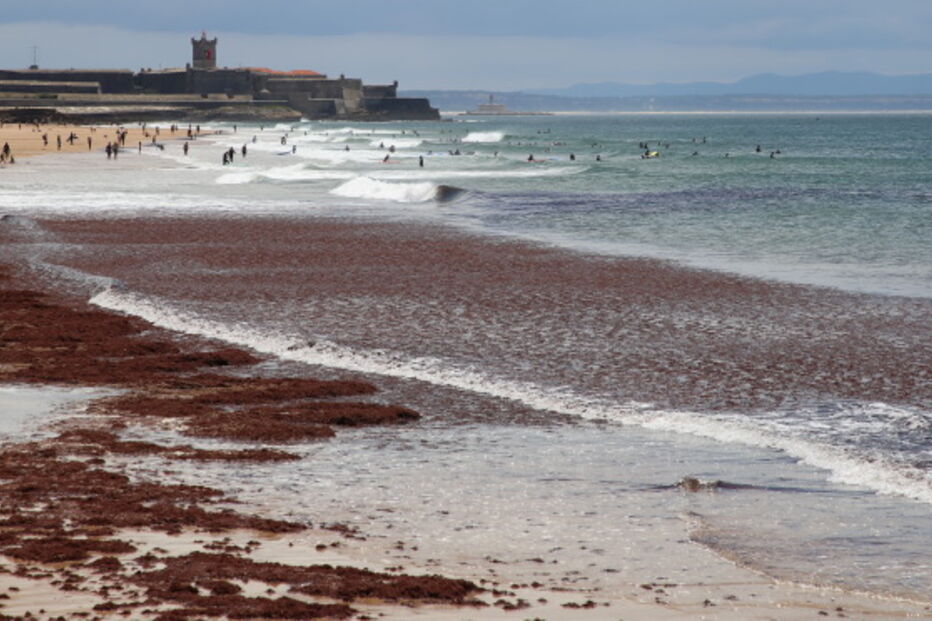  Praia de Carcavelos interdita a banhos devido a presença de algas vermelhas