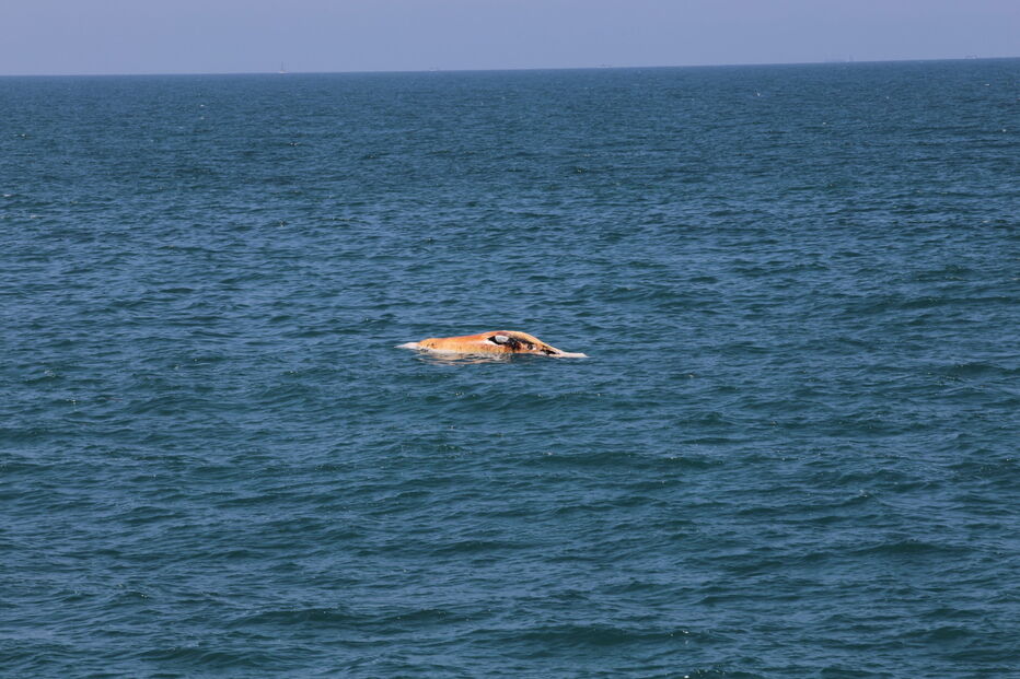 Baleia encontrada morta na praia de Espinho