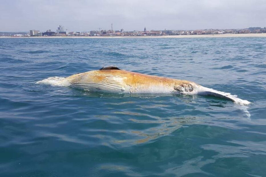 Baleia encontrada morta na praia de Espinho