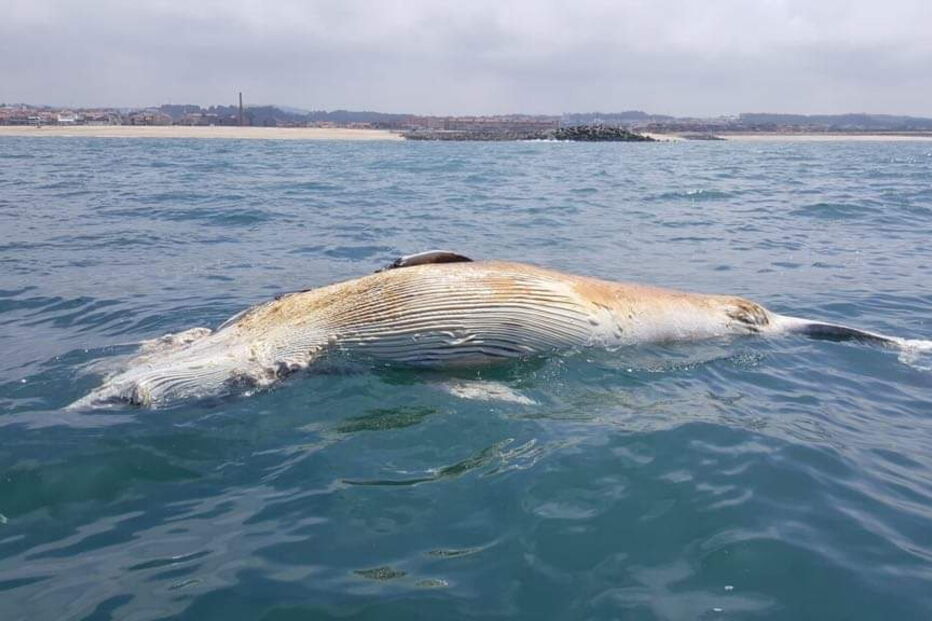 Baleia encontrada morta na praia de Espinho