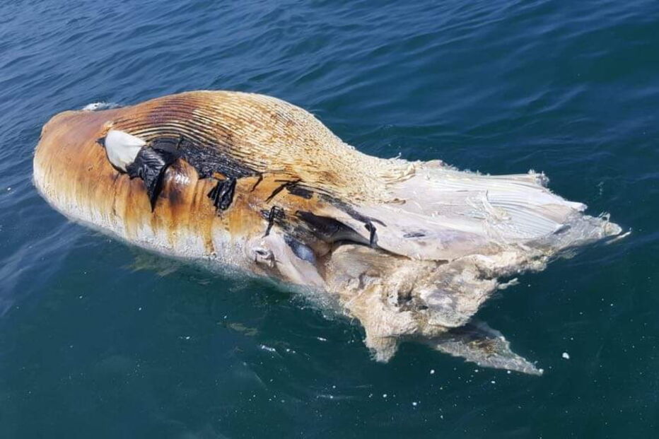 Baleia encontrada morta na praia de Espinho