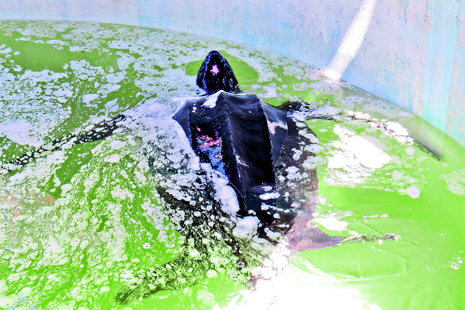 Tartaruga resgatada em praia de Lagos