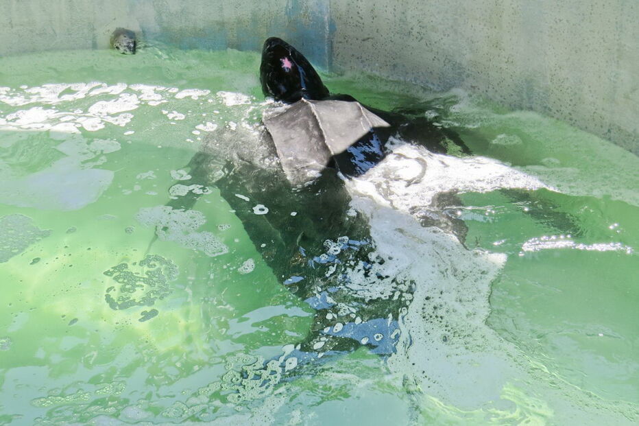 Tartaruga resgatada na Meia Praia, em Lagos