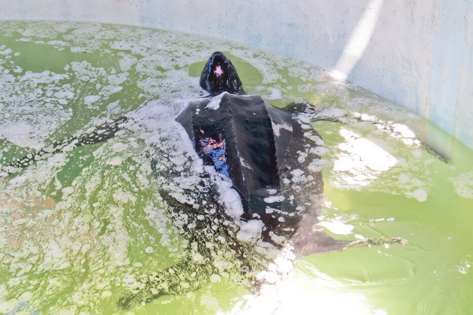 Tartaruga resgatada na Meia Praia, em Lagos