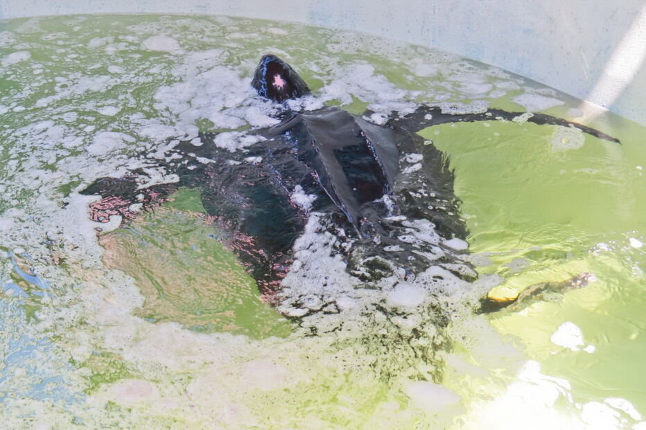 Tartaruga resgatada na Meia Praia, em Lagos