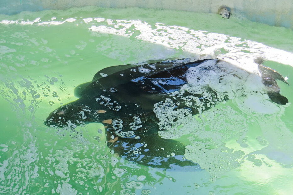 Tartaruga resgatada na Meia Praia, em Lagos