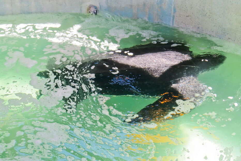 Tartaruga resgatada na Meia Praia, em Lagos