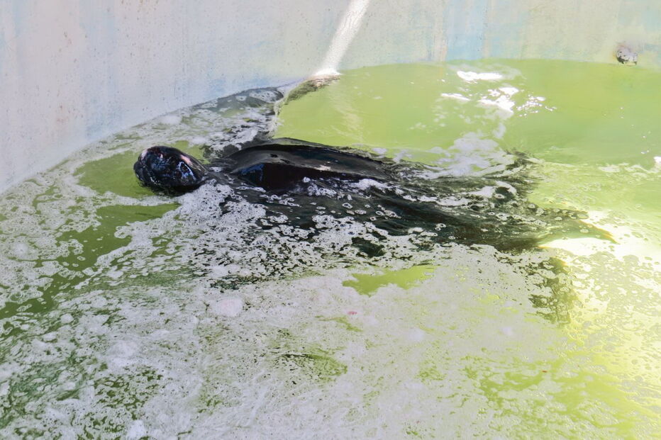 Tartaruga resgatada na Meia Praia, em Lagos