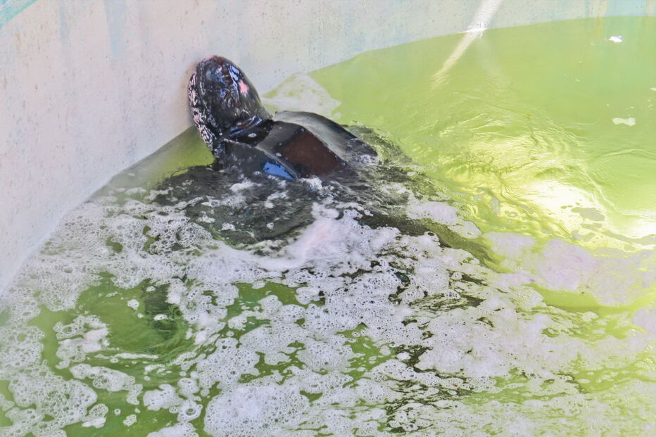 Tartaruga resgatada na Meia Praia, em Lagos