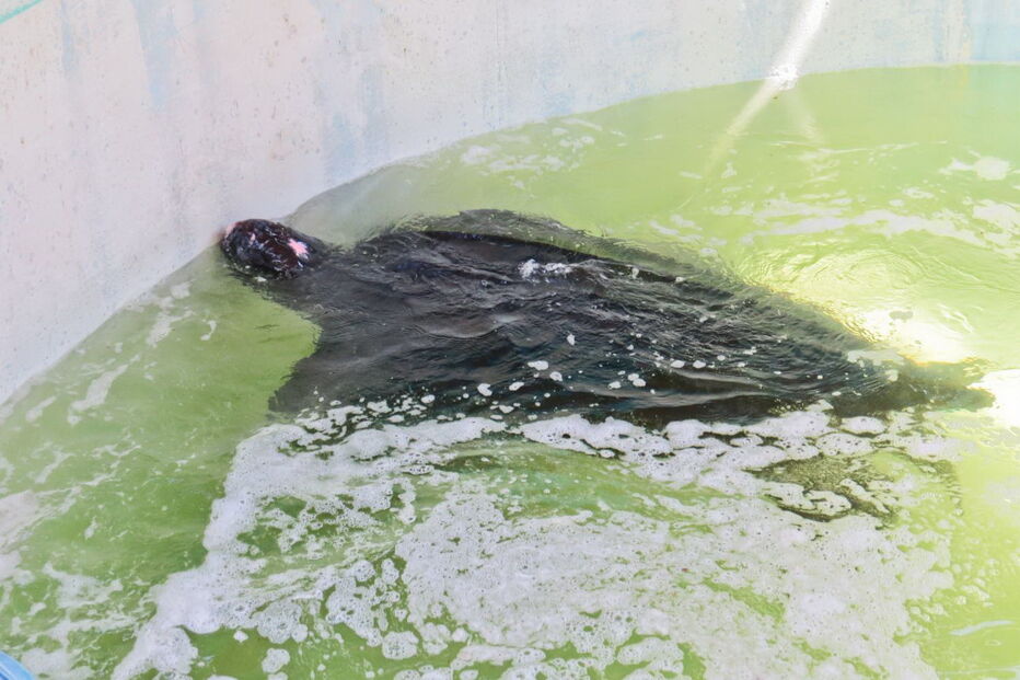 Tartaruga resgatada na Meia Praia, em Lagos