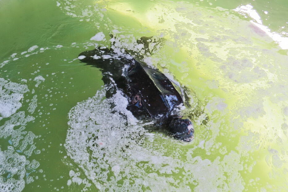 Tartaruga resgatada na Meia Praia, em Lagos