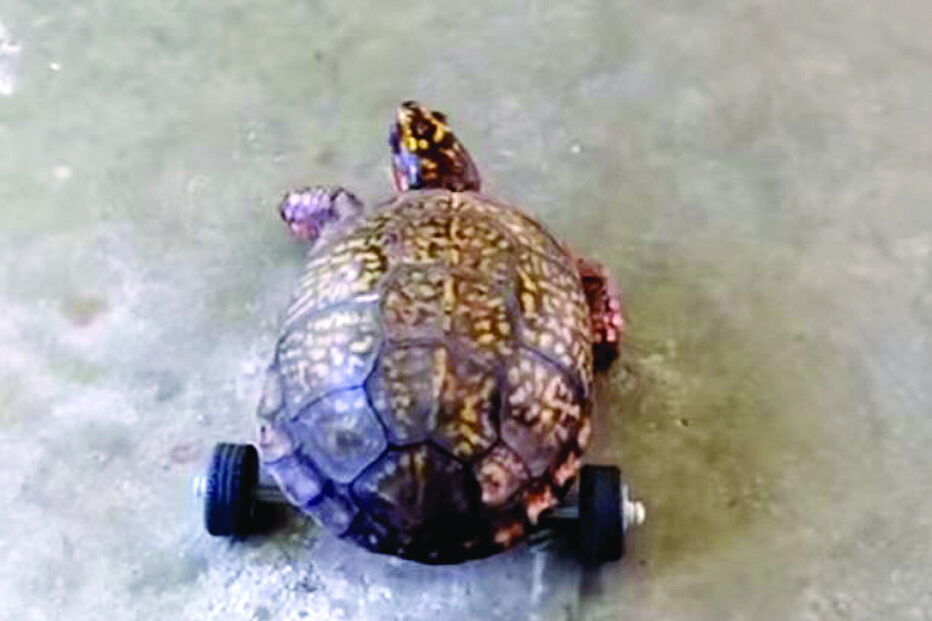 Tartaruga ganha cadeira de rodas com peças de lego