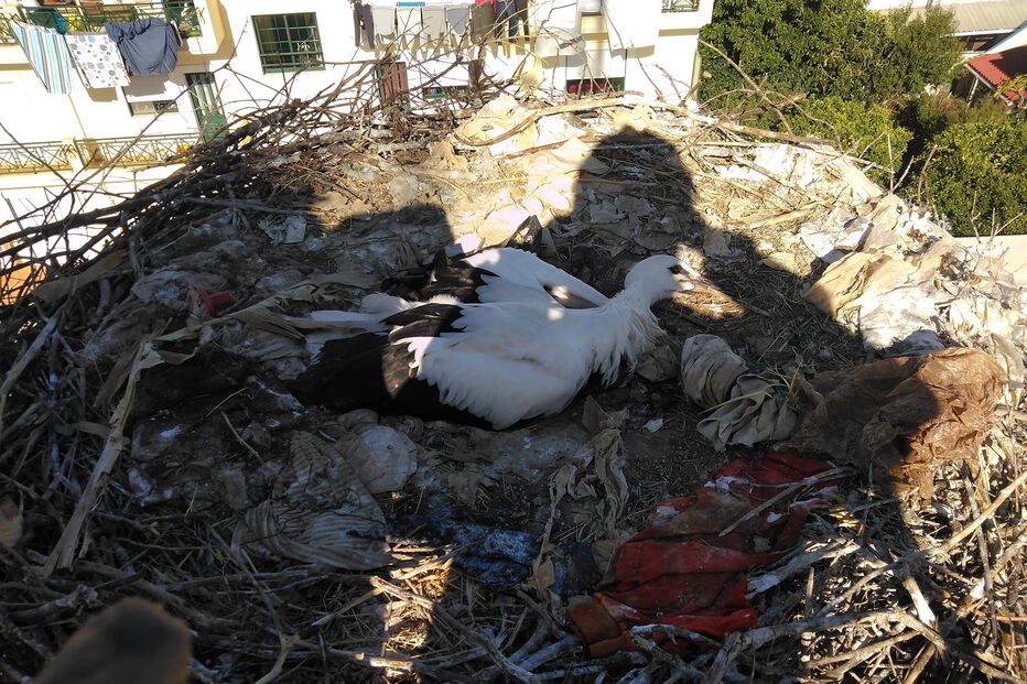 Bombeiros salvam cegonha em São Brás de Alportel