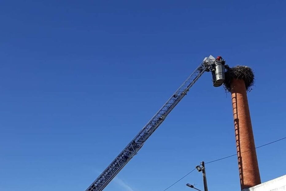 Bombeiros salvam cegonha em São Brás de Alportel