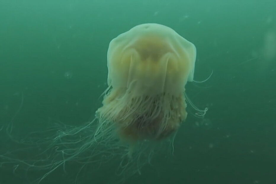 Tartaruga do Zoomarine precisa de comer alforrecas