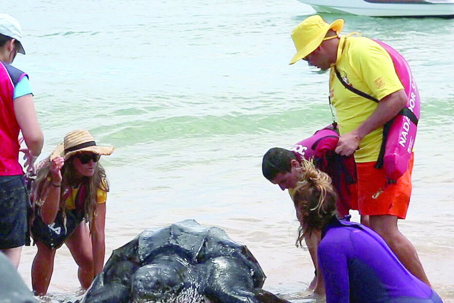Tartaruga-de-couro ficou presa numa armação de pesca junto à Meia Praia   