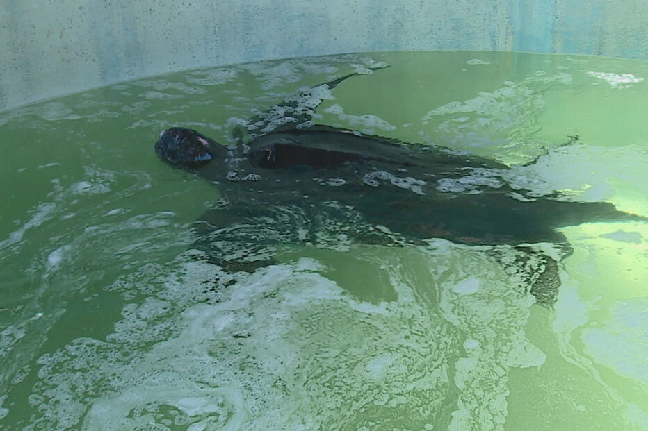 Zoomarine procura nome começado por 'Q' para tartaruga em reabilitação